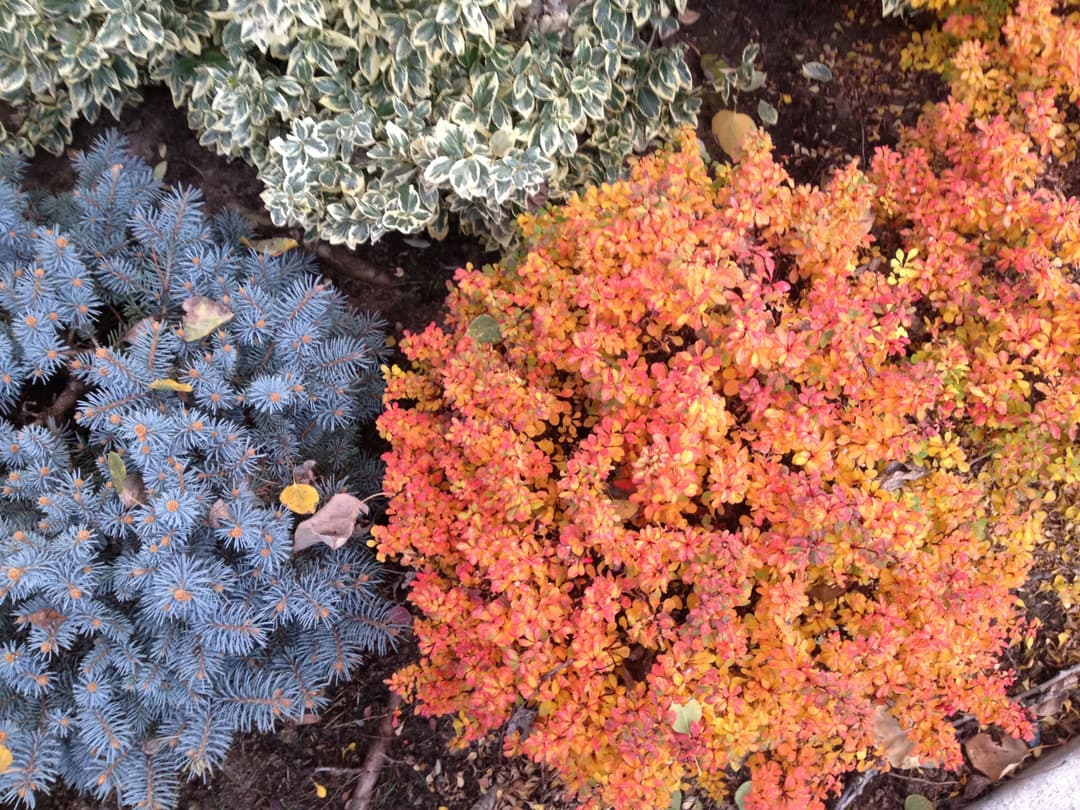 Vibrant autumn foliage with orange, red, and blue-green shrubs in a garden setting.