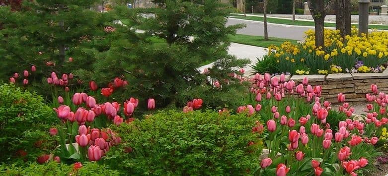 Vibrant pink tulips in a landscaped garden with green shrubs and yellow flowers.