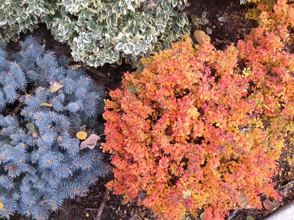 Vibrant autumn foliage with orange and red shrubs beside blue evergreen plants.